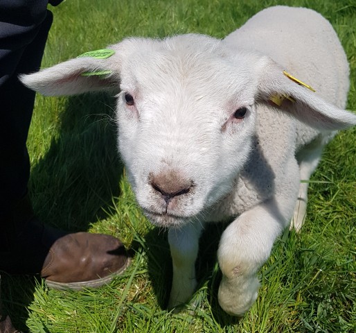New Lambs at Secure-a-Field